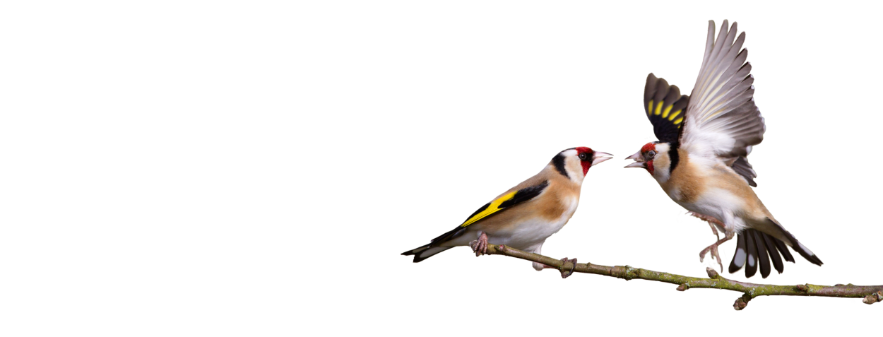 Goldfinches