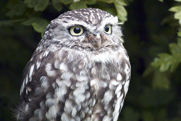 Little Owl