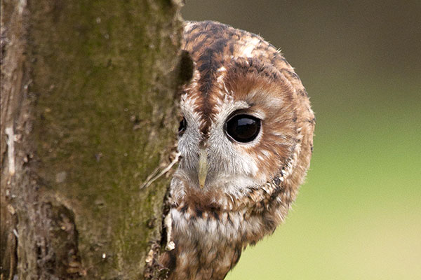 Tawny Owl