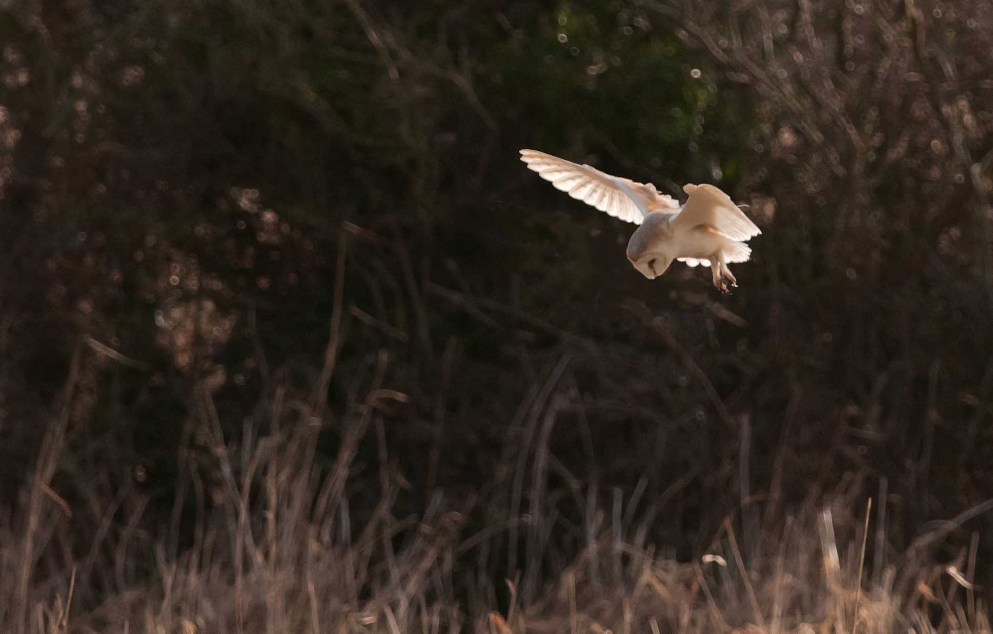 Barn Owl. Sarah Kelman