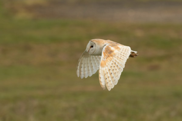 Barn Owl in flight