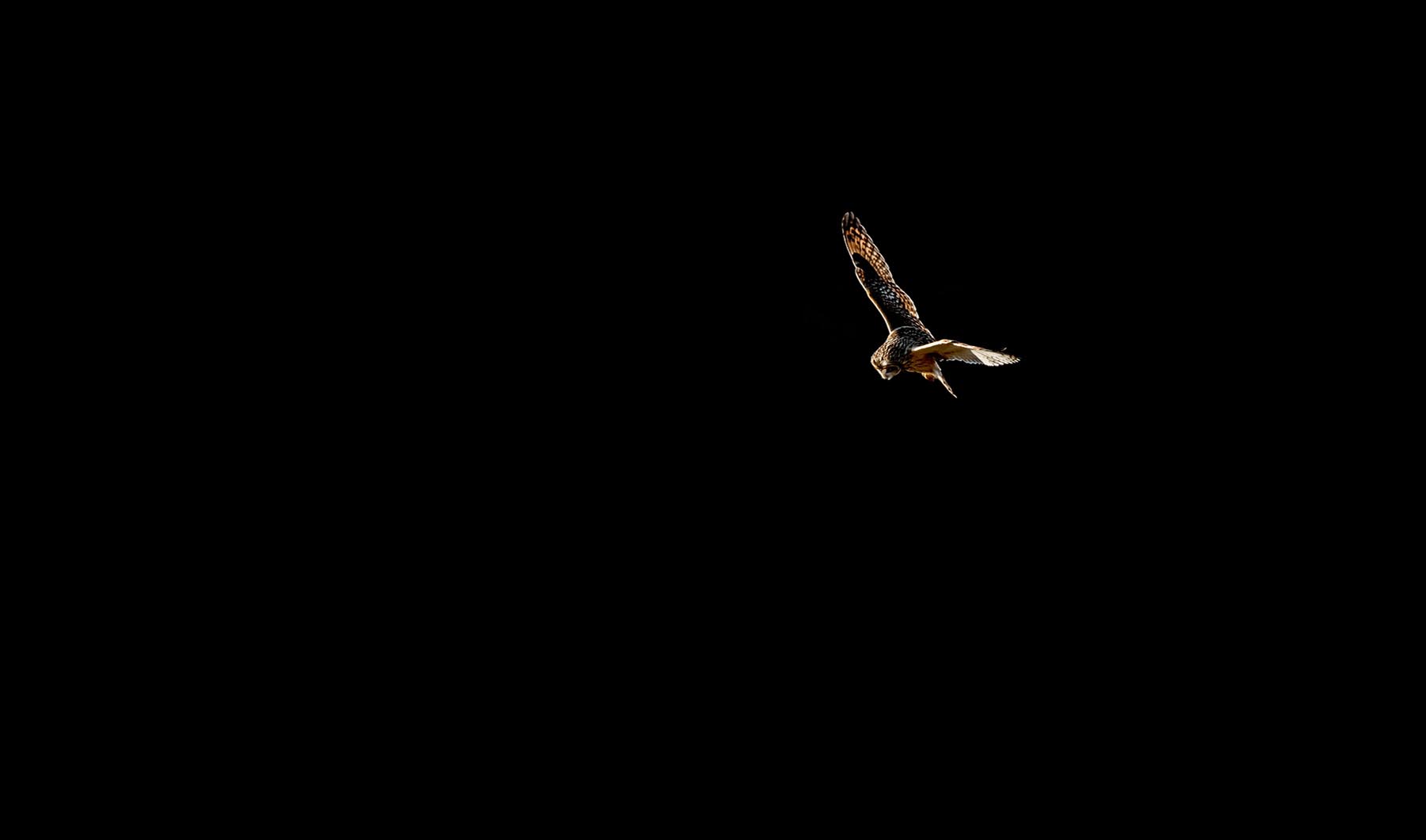 Short-eared Owl. Jeremy Robins