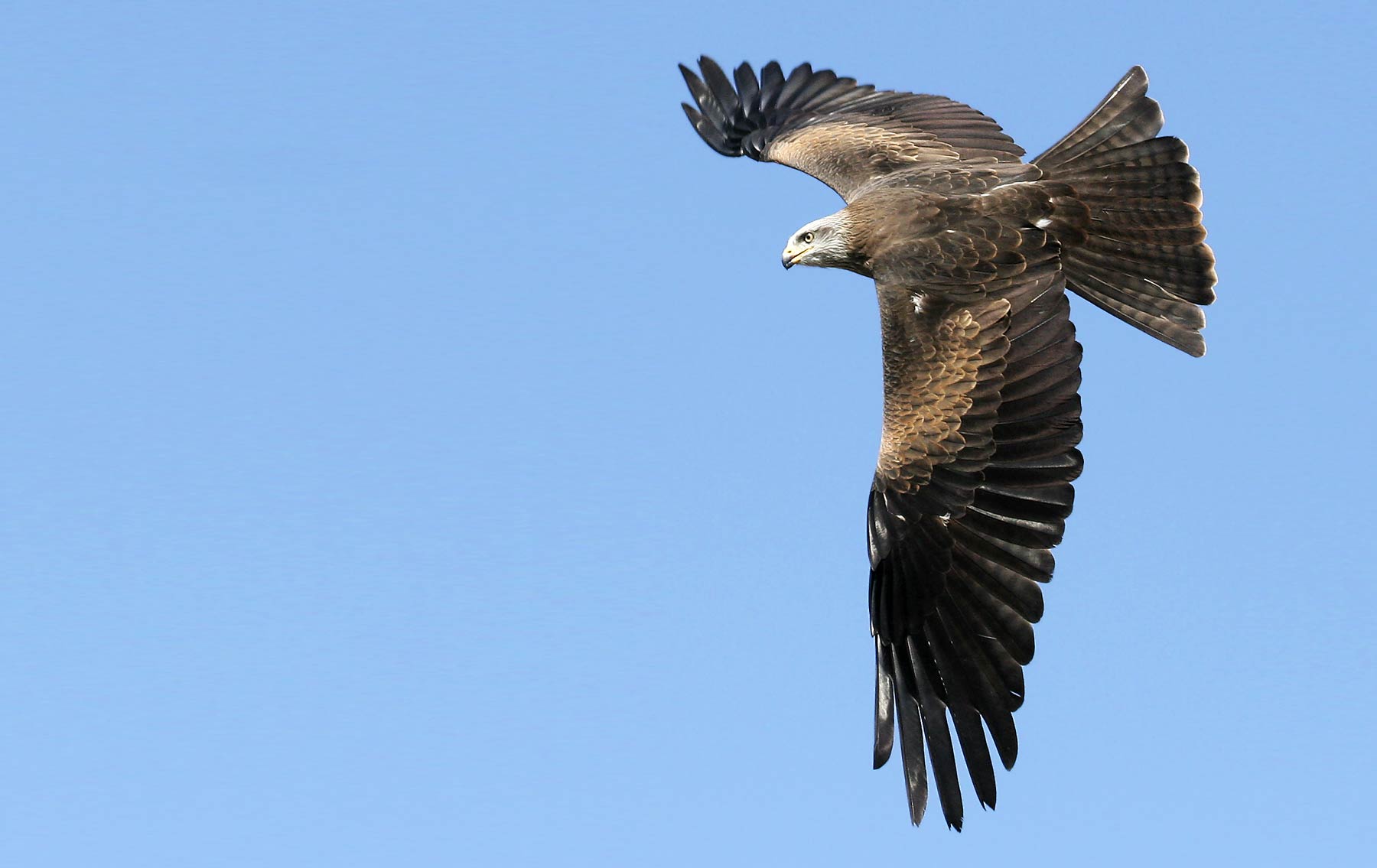 Black Kite. Jill Pakenham