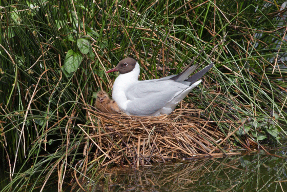 Black-headed Gull. Edmund Fellowes / BTO