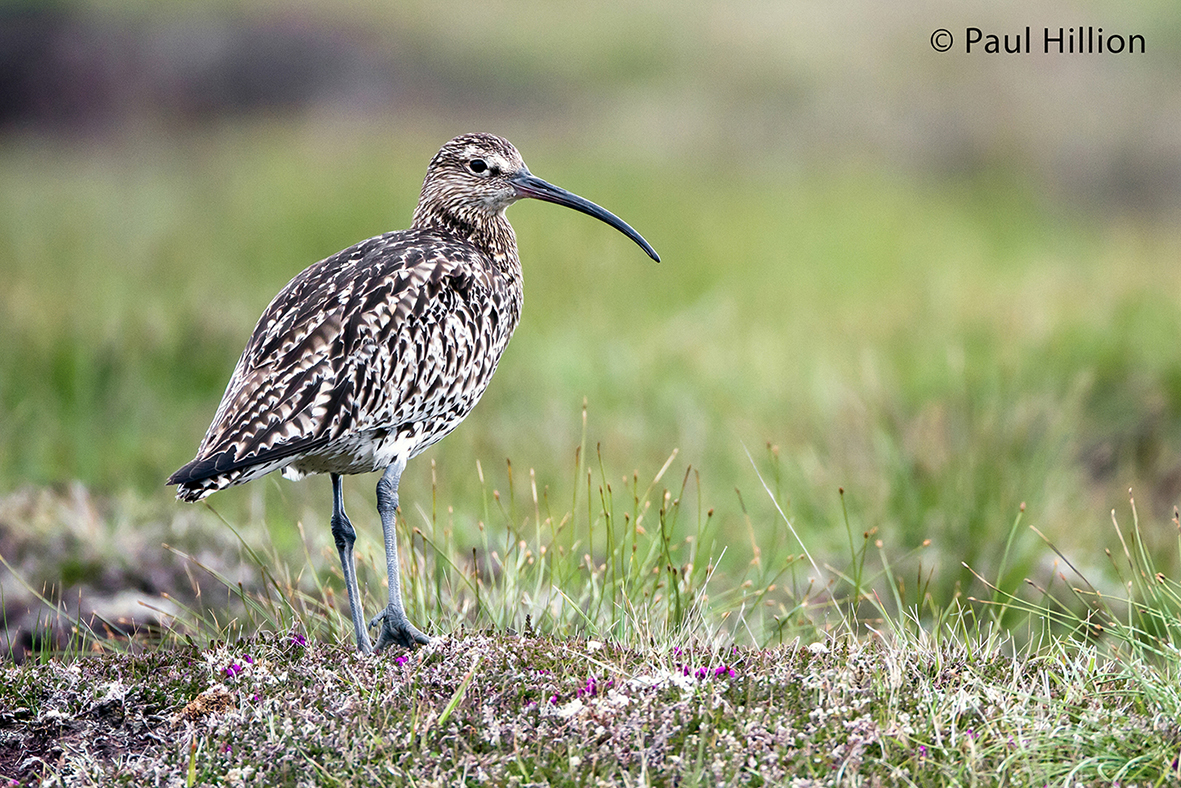 Curlew - Paul Hillion