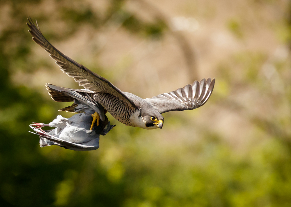 Peregrine by Nathan Guttridge