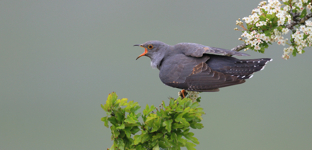 Cuckoo. Charles Tyler