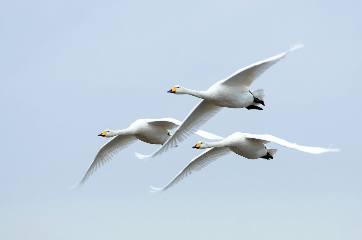 Whooper Swan. Sarah Kelman