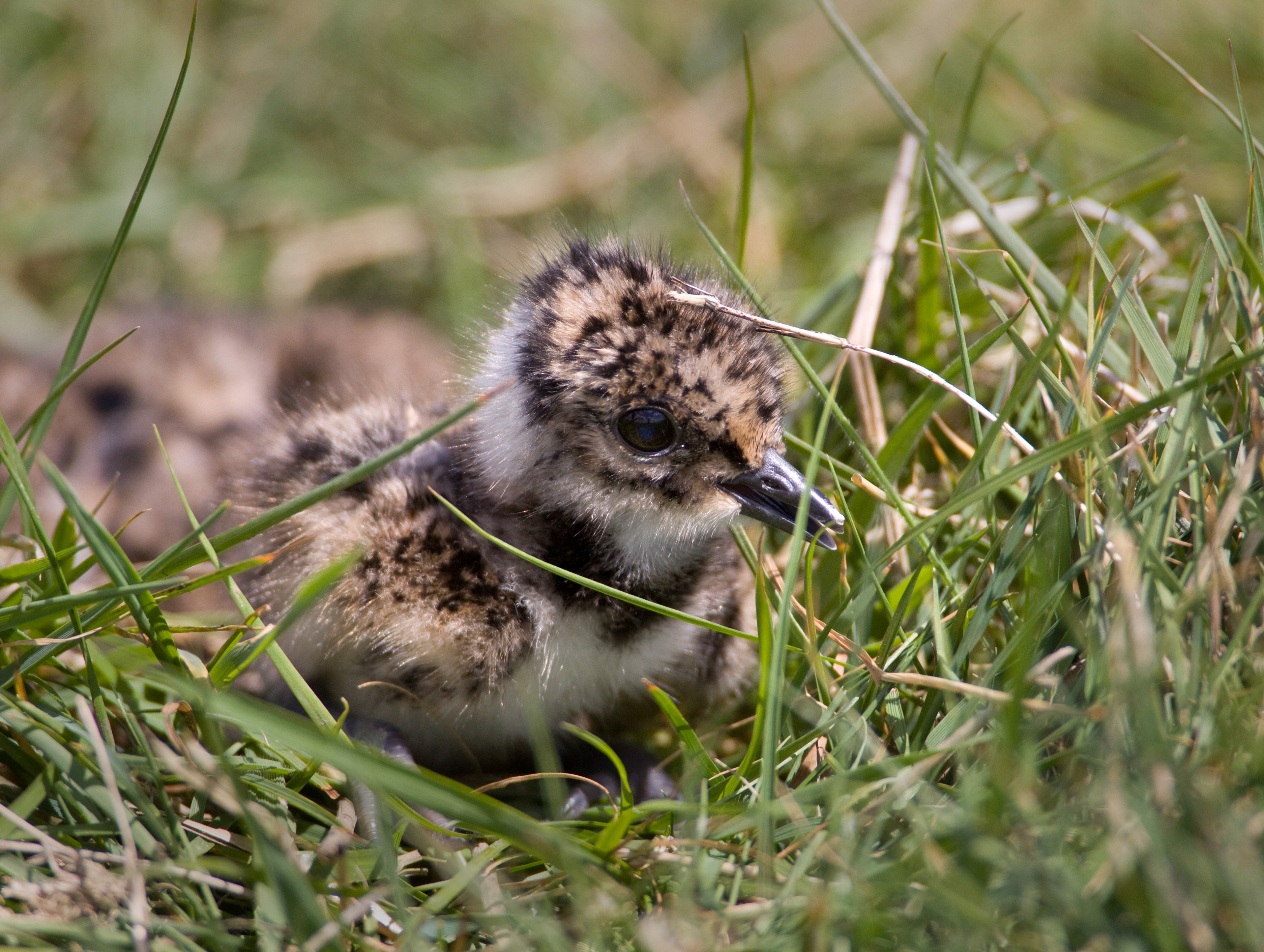 Lapwing chick by Liz Cutting