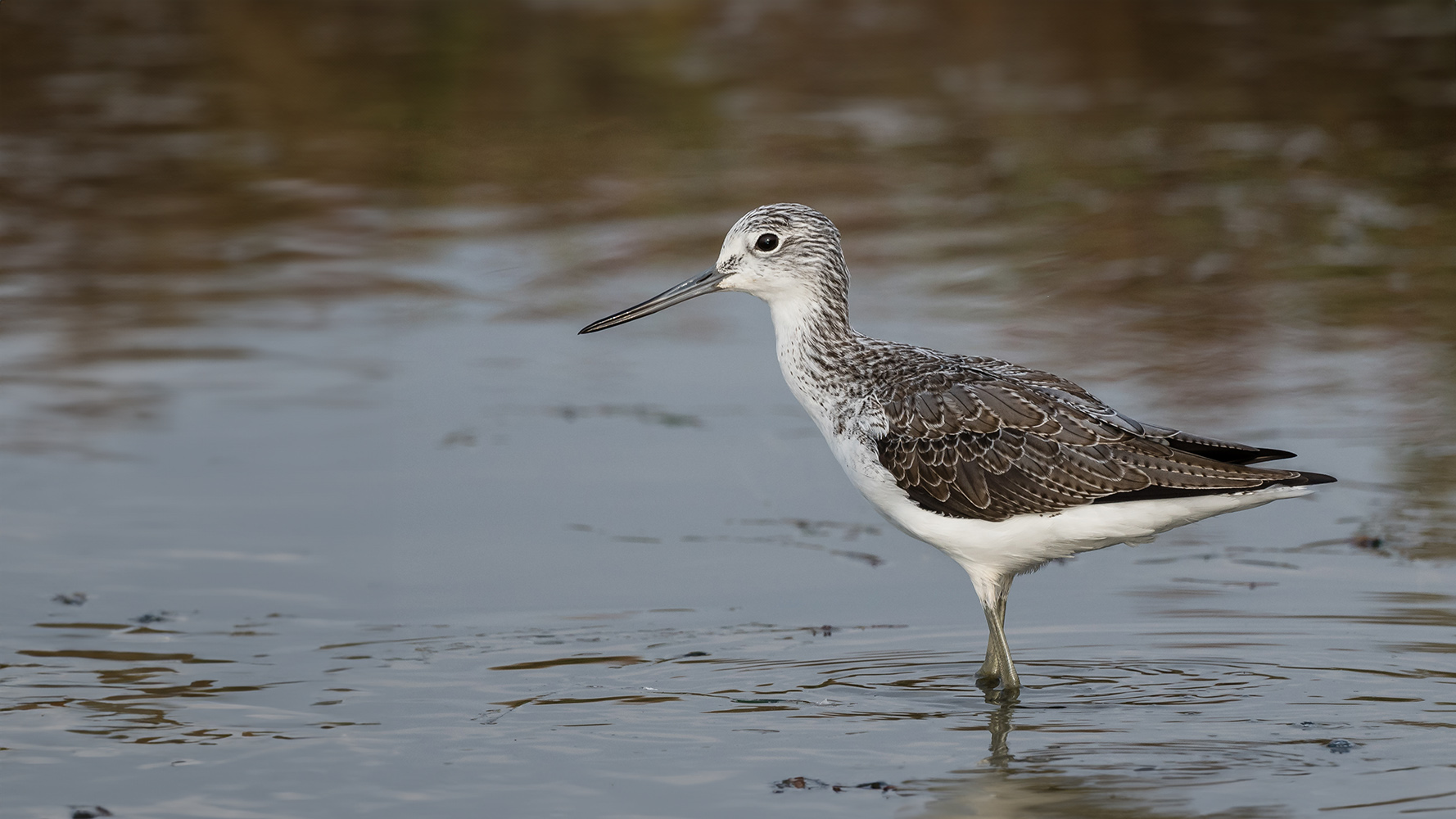 Greenshank by Philip Croft