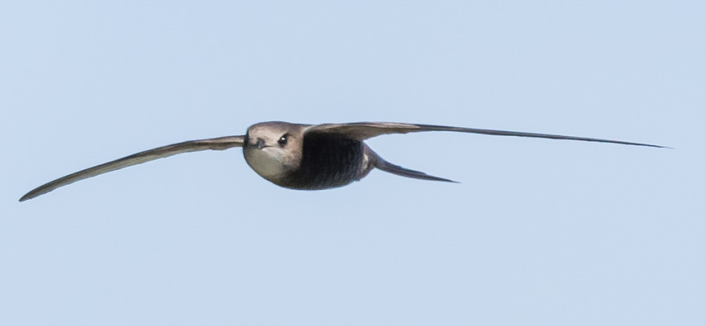 Pallid Swift. Philip Croft / BTO