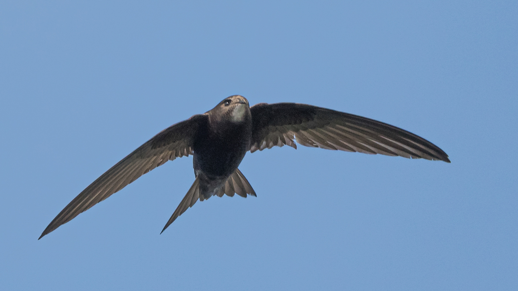 Swift. Philip Croft / BTO