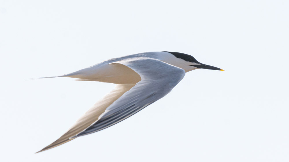 Sandwich Tern. Philip Croft / BTO