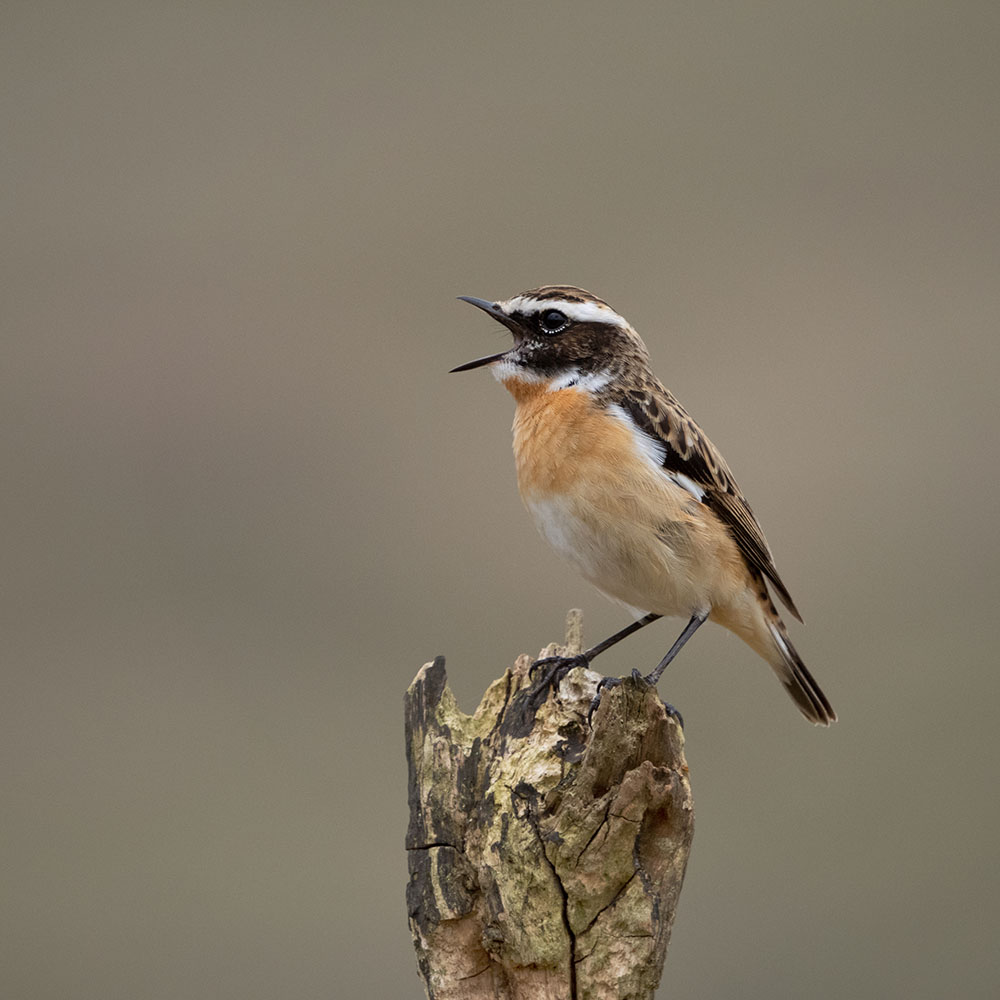 Male Whinchat. Edmund Fellowes / BTO