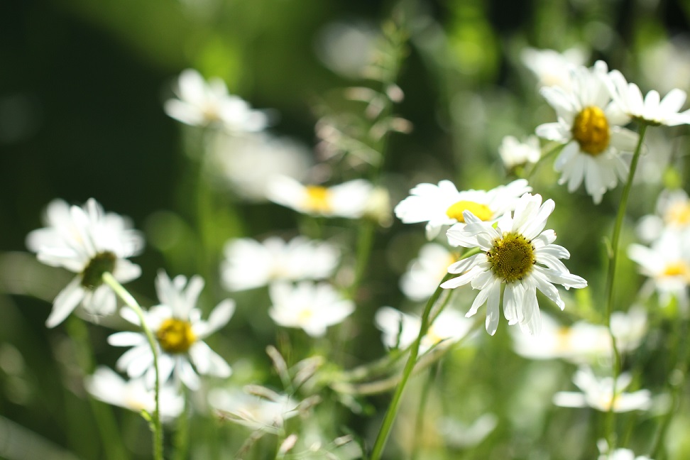 Meadow. Luke Hawkins