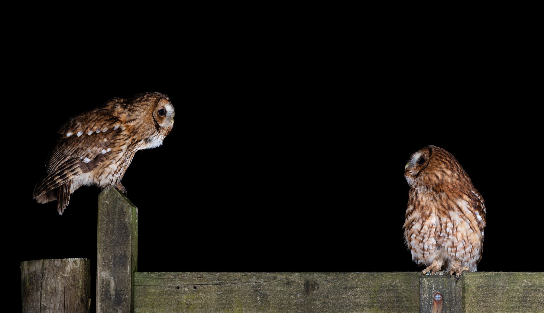 Tawny Owls by Laurence Liddy