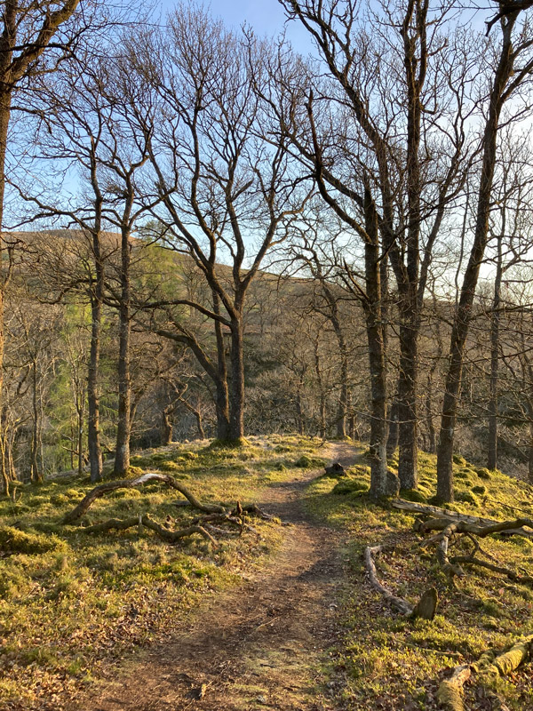 A Central Scotland oakwood in spring by Steve Willis