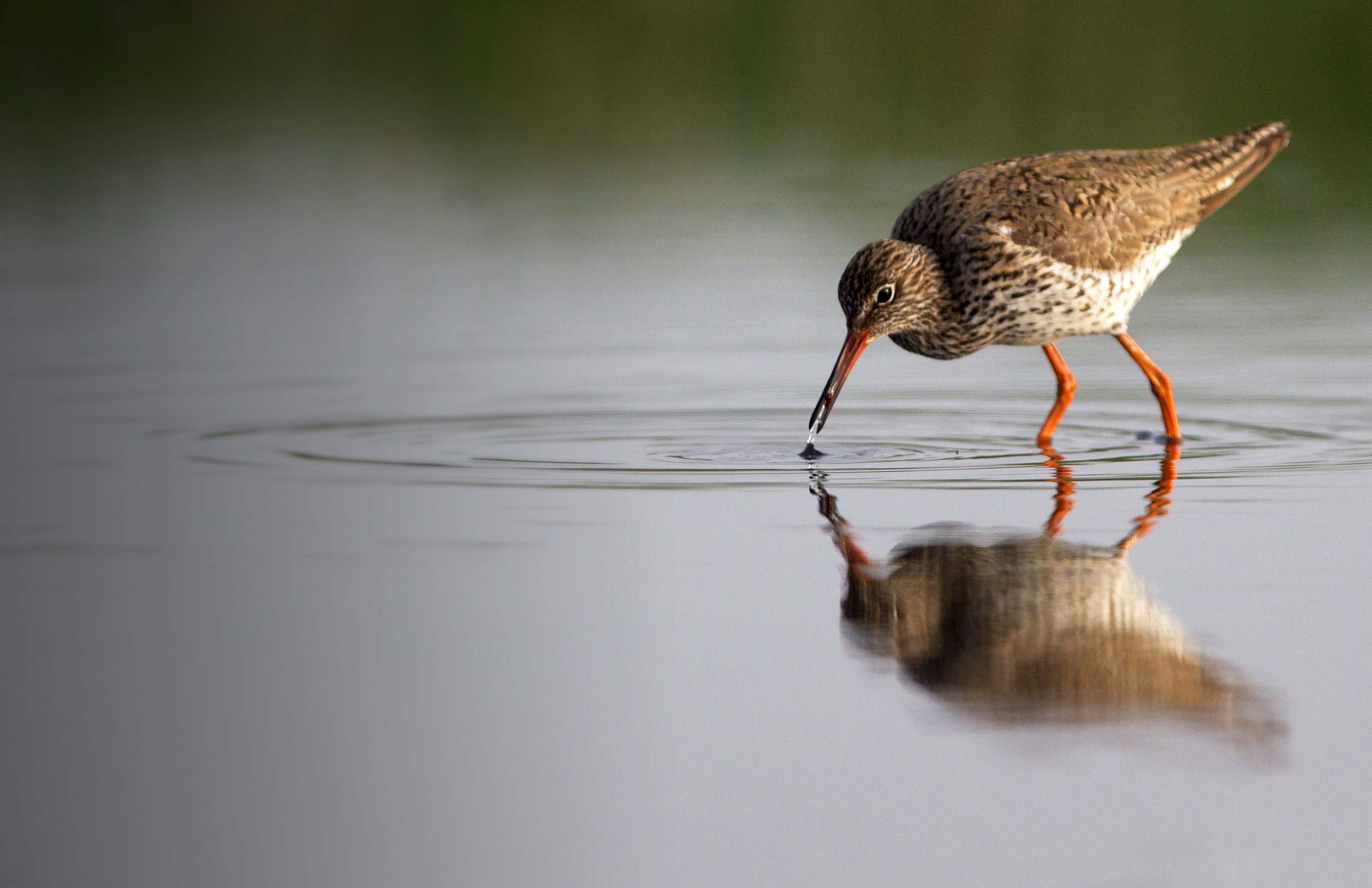 Redshank. Edmund Fellowes