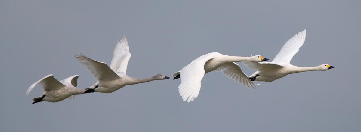 Bewick's Swan. Chris Knights