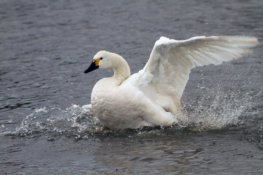 Bewick's Swan. John Harding / BTO