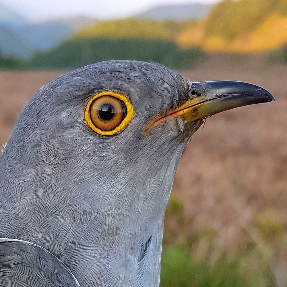 JAC the Cuckoo