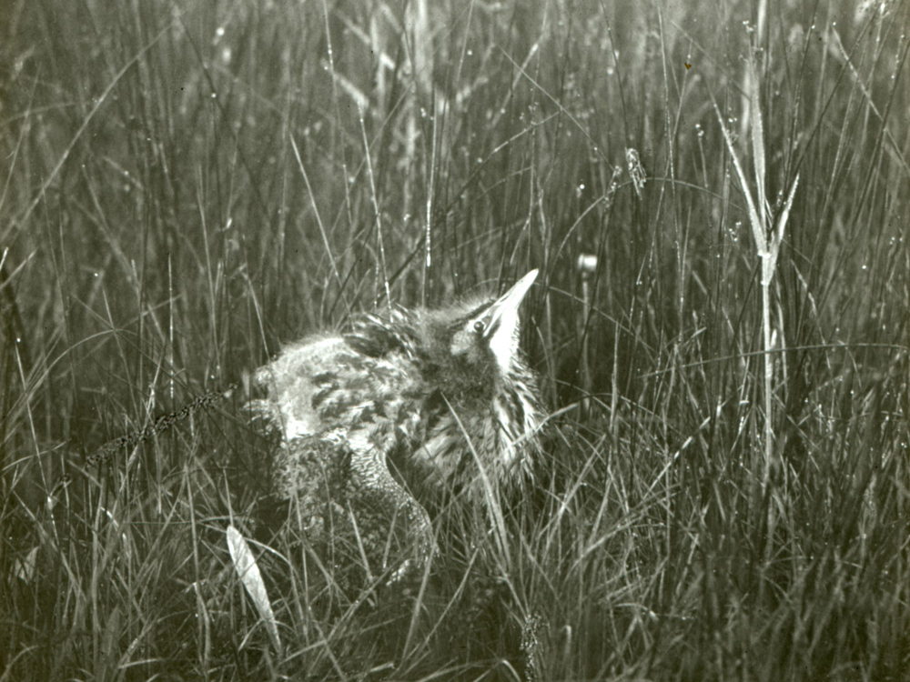 Bittern nestling. Emma Louisa Turner