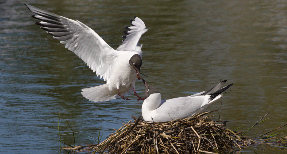 Black-headed Gull. Edmund Fellowes / BTO