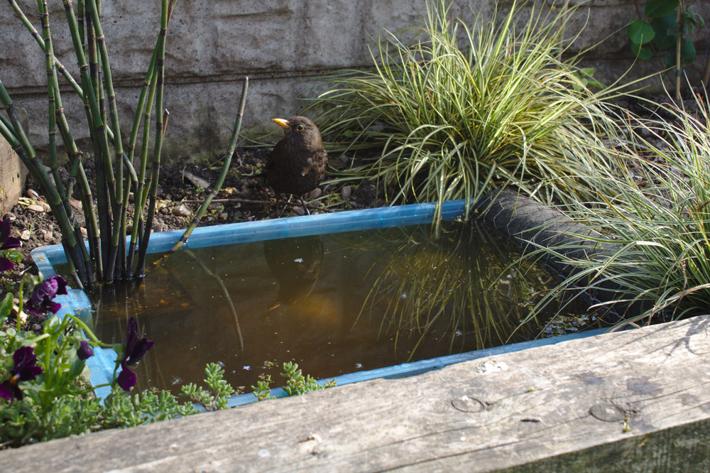 Blackbird and Pond. Sue Edmondson / stock.adobe.com