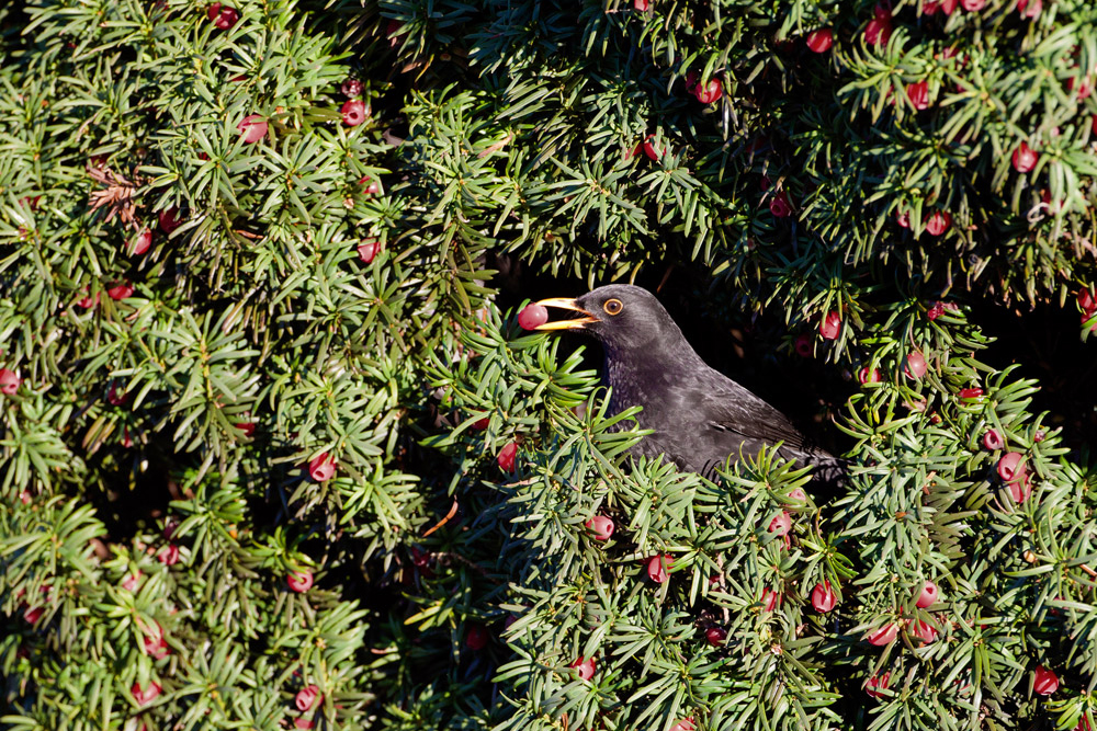 Blackbird. Edmund Fellowes / BTO