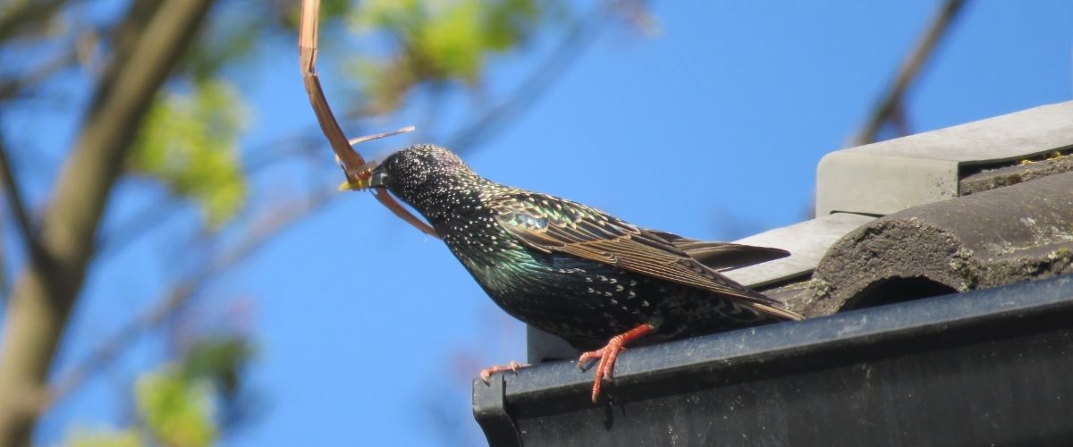 Starling, Harriet Day