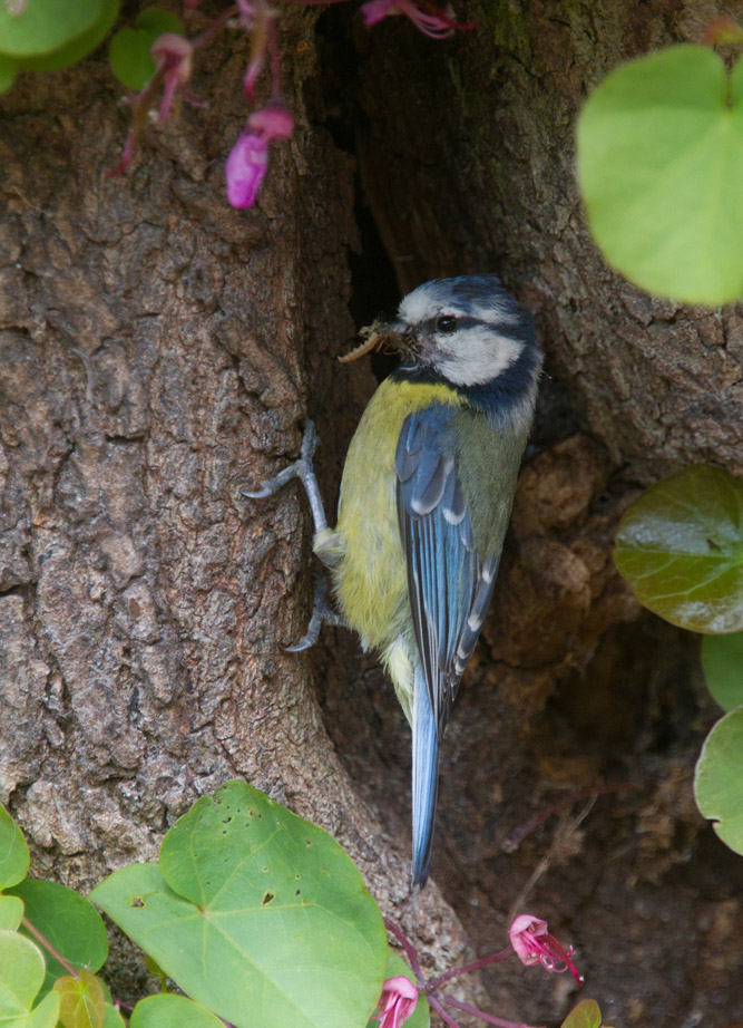 Blue tit at nest entrance. 