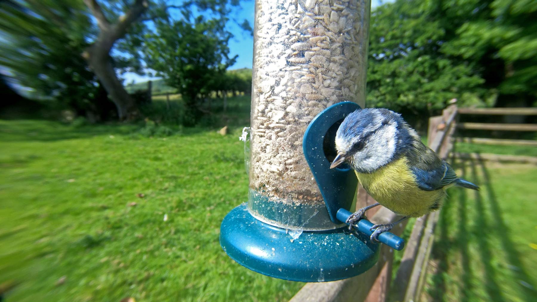 Blue Tit. Peter@ stock.adobe.com