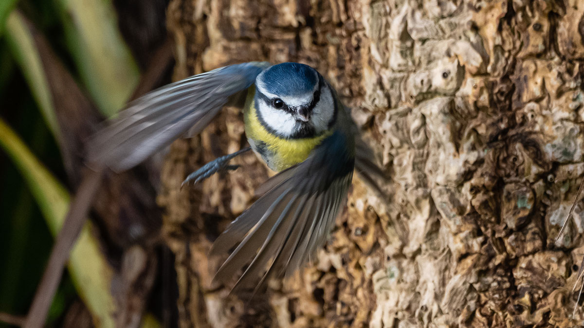 Blue Tit in flight. Philip Croft