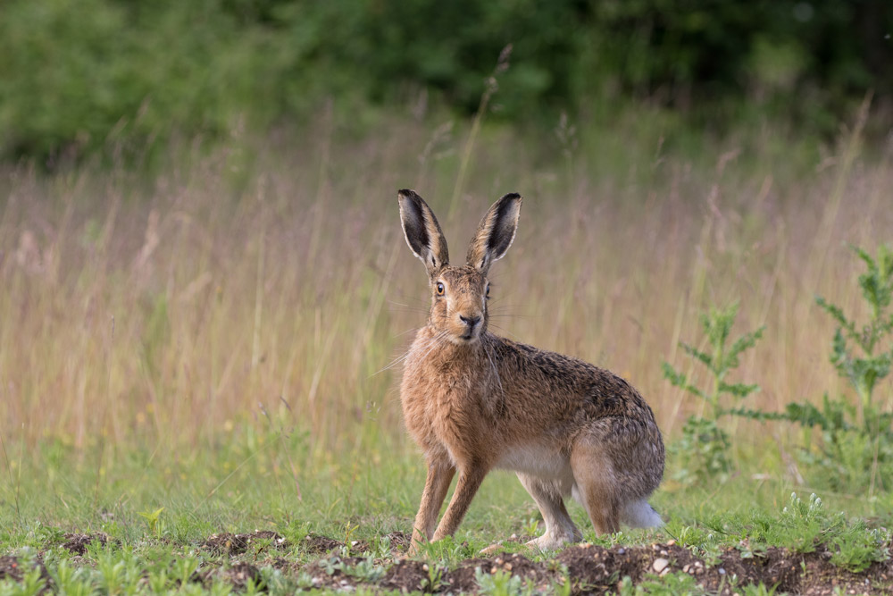 Brown Hare. 