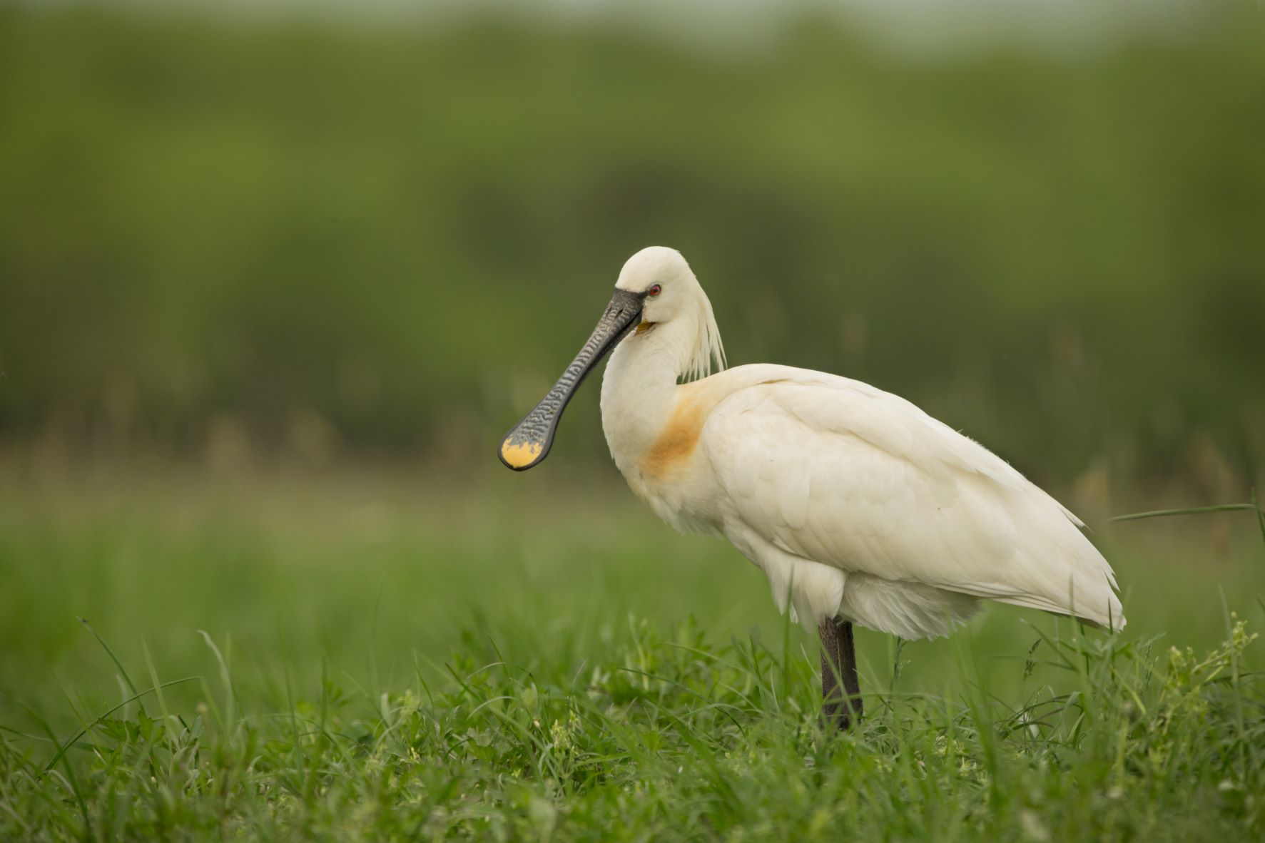 bto-2019-b01-edmund_fellowes-56_2_original.jpg