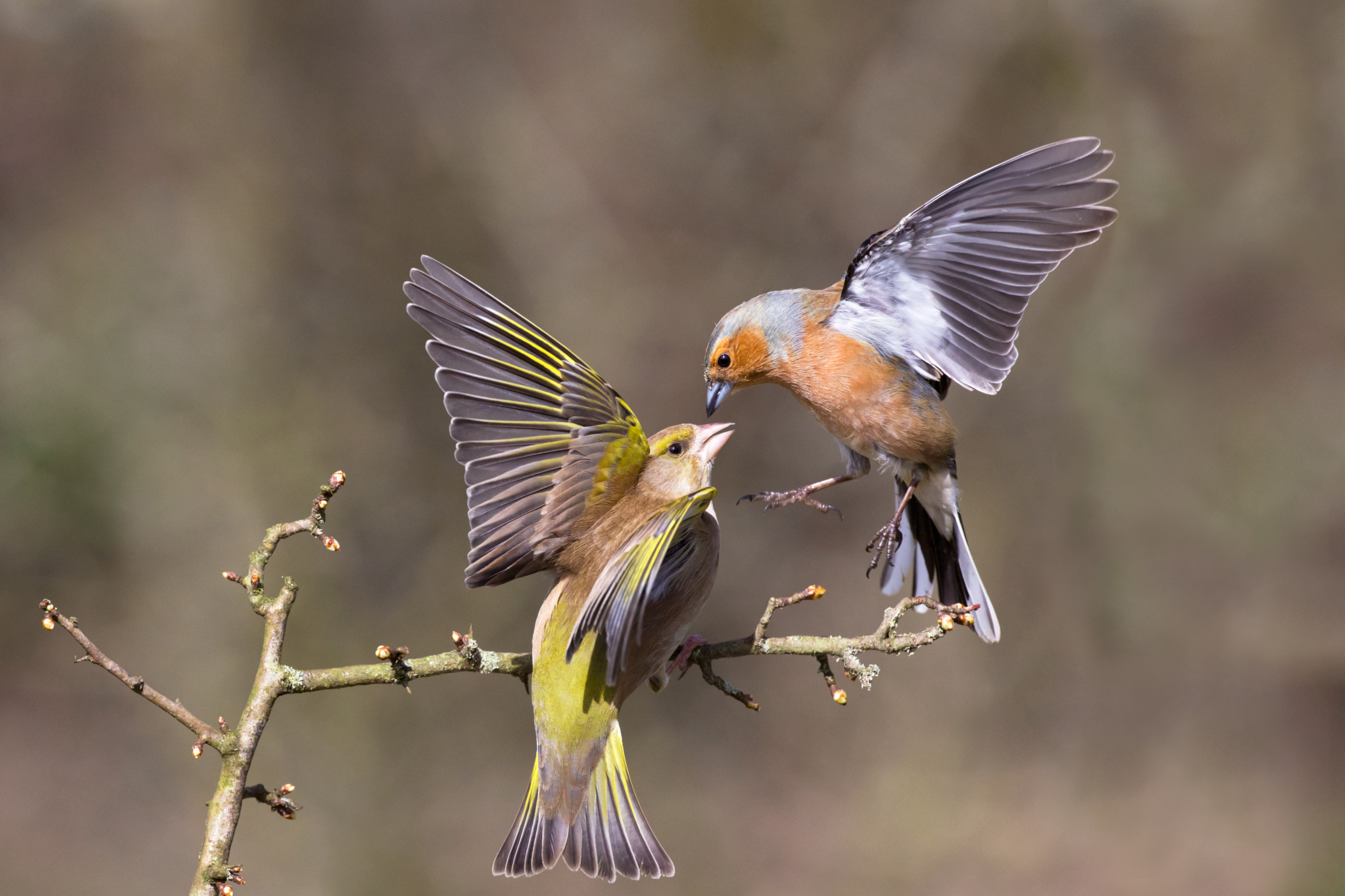 Greenfinch and Chaffinch, Edmund Fellowes