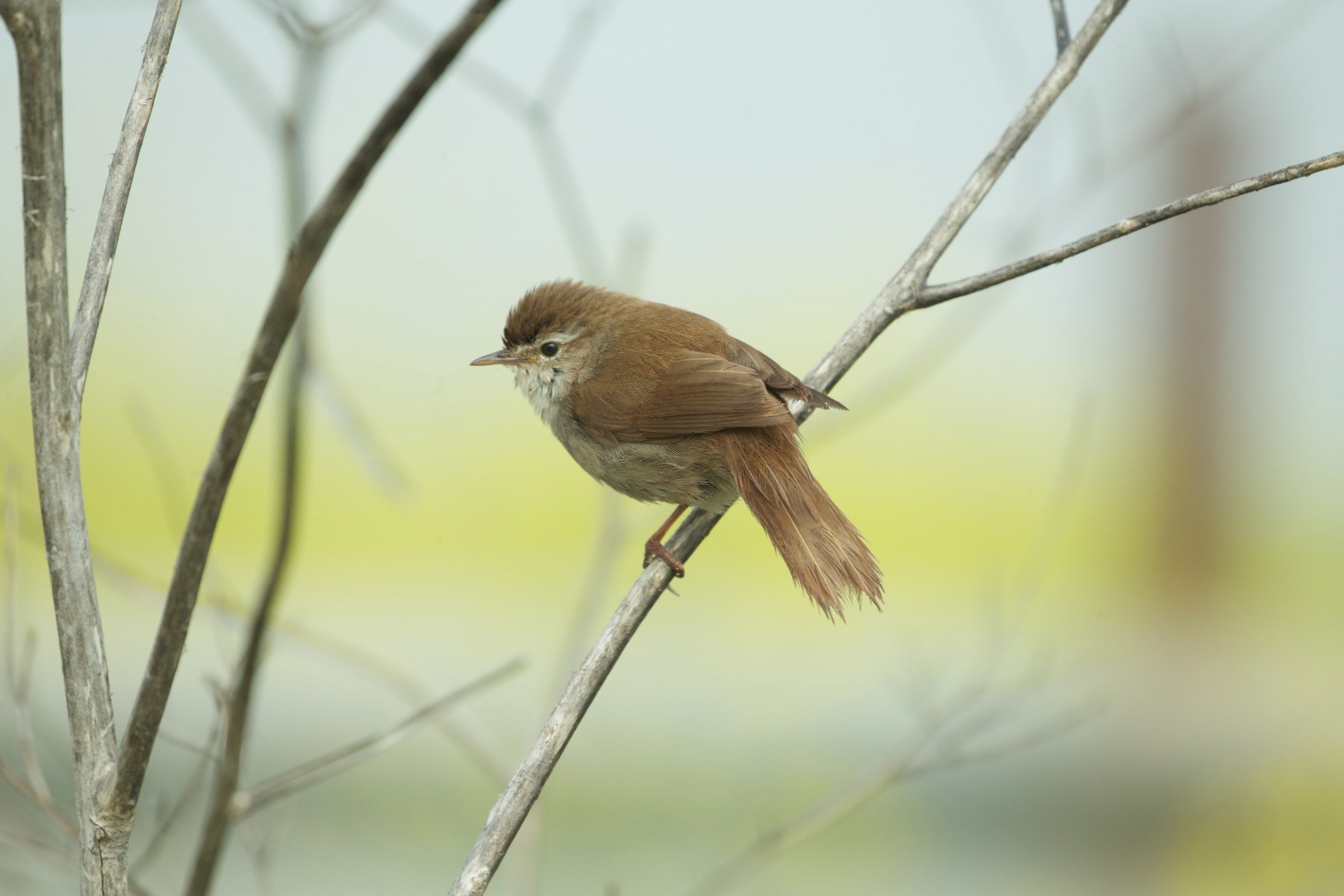 Cetti's Warbler. Tony Cox