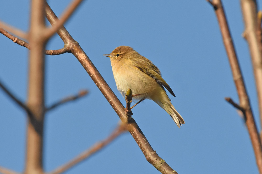 Chiffchaff. Moss Taylor / BTO