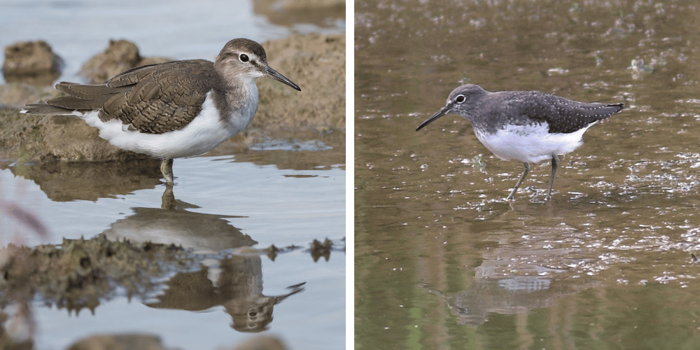 Common Sandpiper and Green Sandpiper.