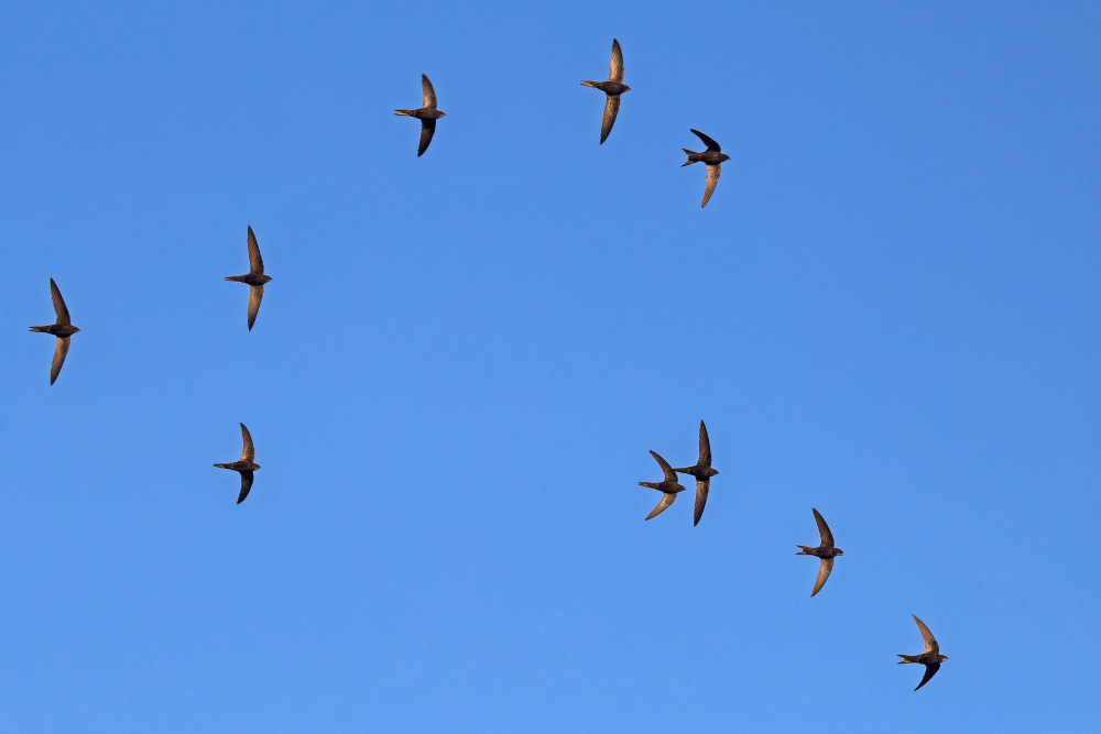 Common Swift.