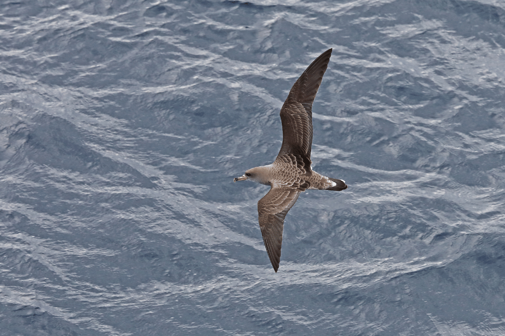 Cory's Shearwater. Neil Bowman 