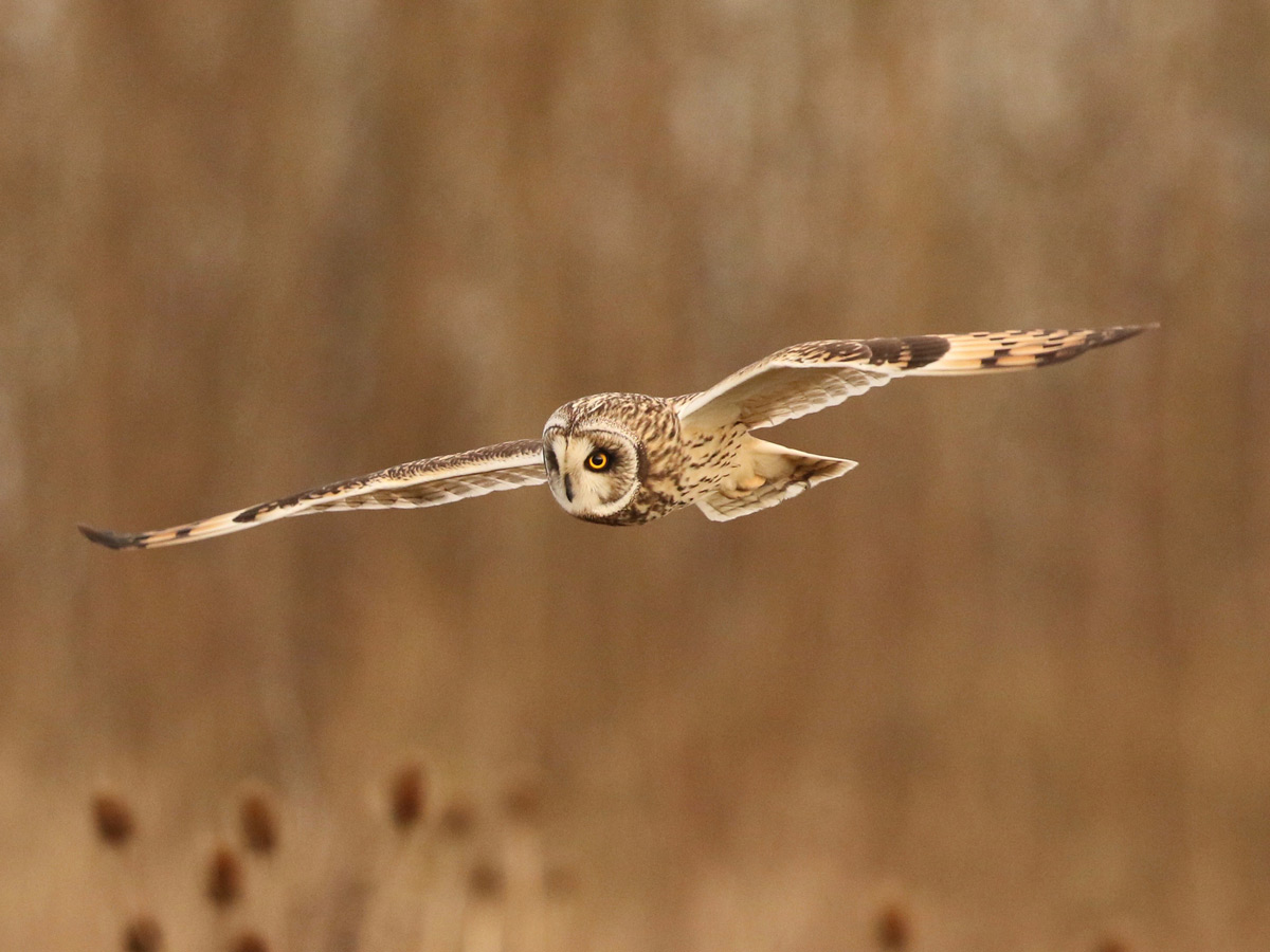 Short-eared Owl. Frank Gardner