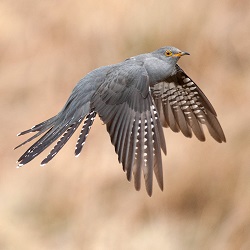 Cuckoo by Sarah Kelman