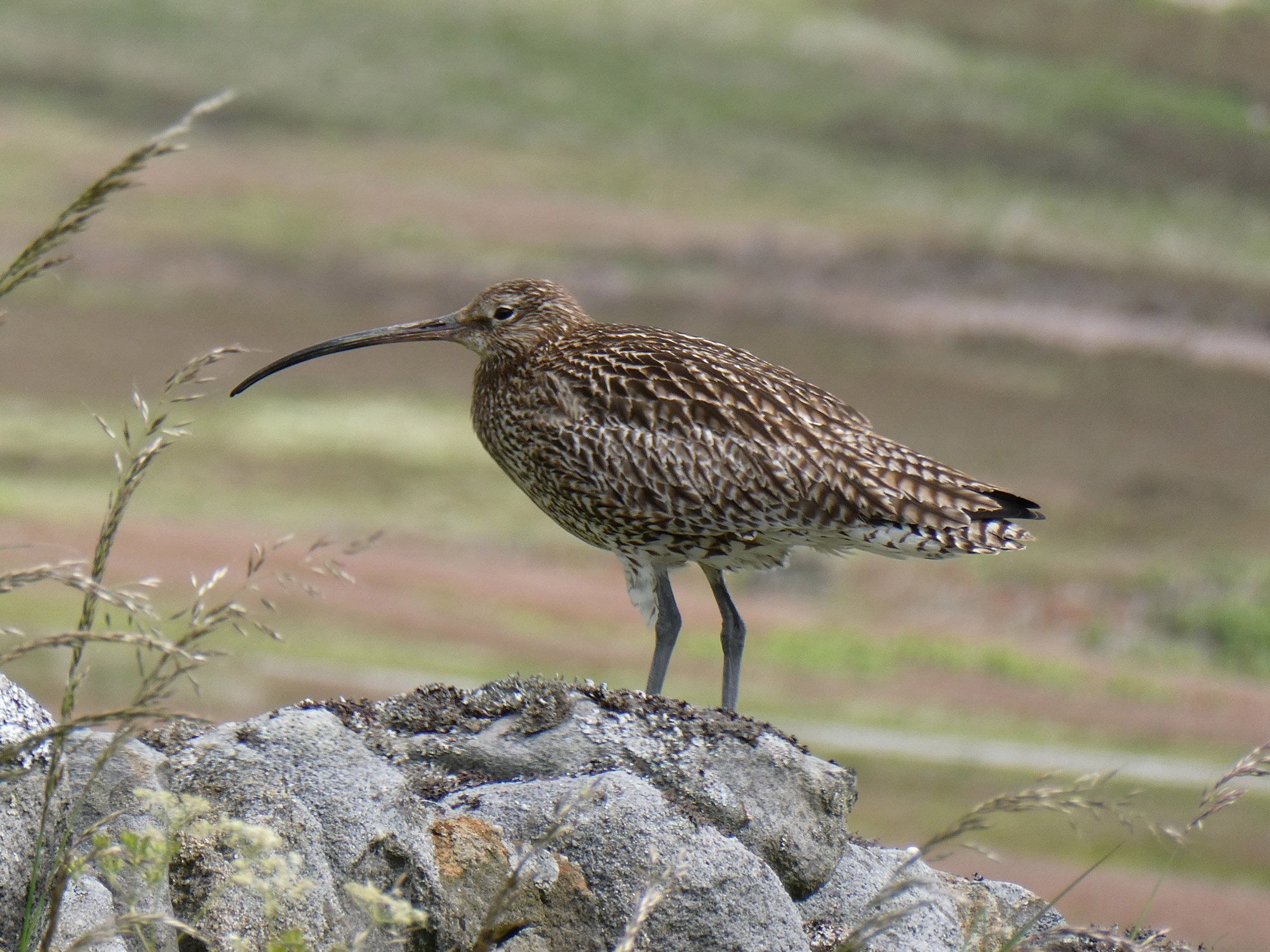 Curlew. Annie Shadrake