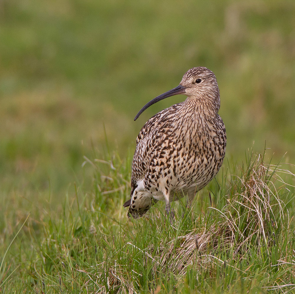 Curlew