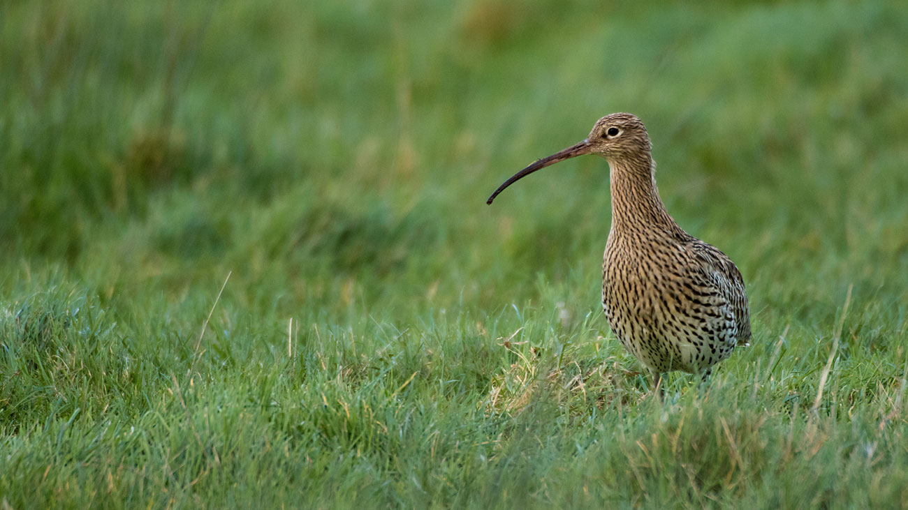 Curlew. Tom Streeter