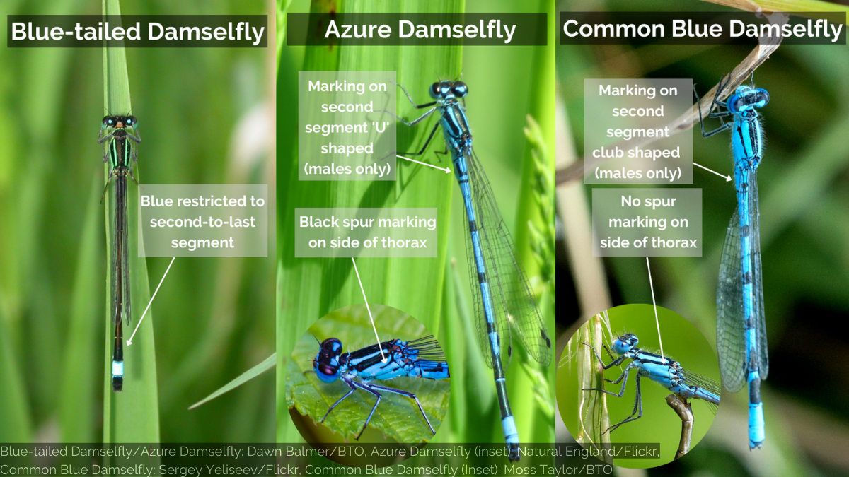 Blue damselflies identification guide. BTO 