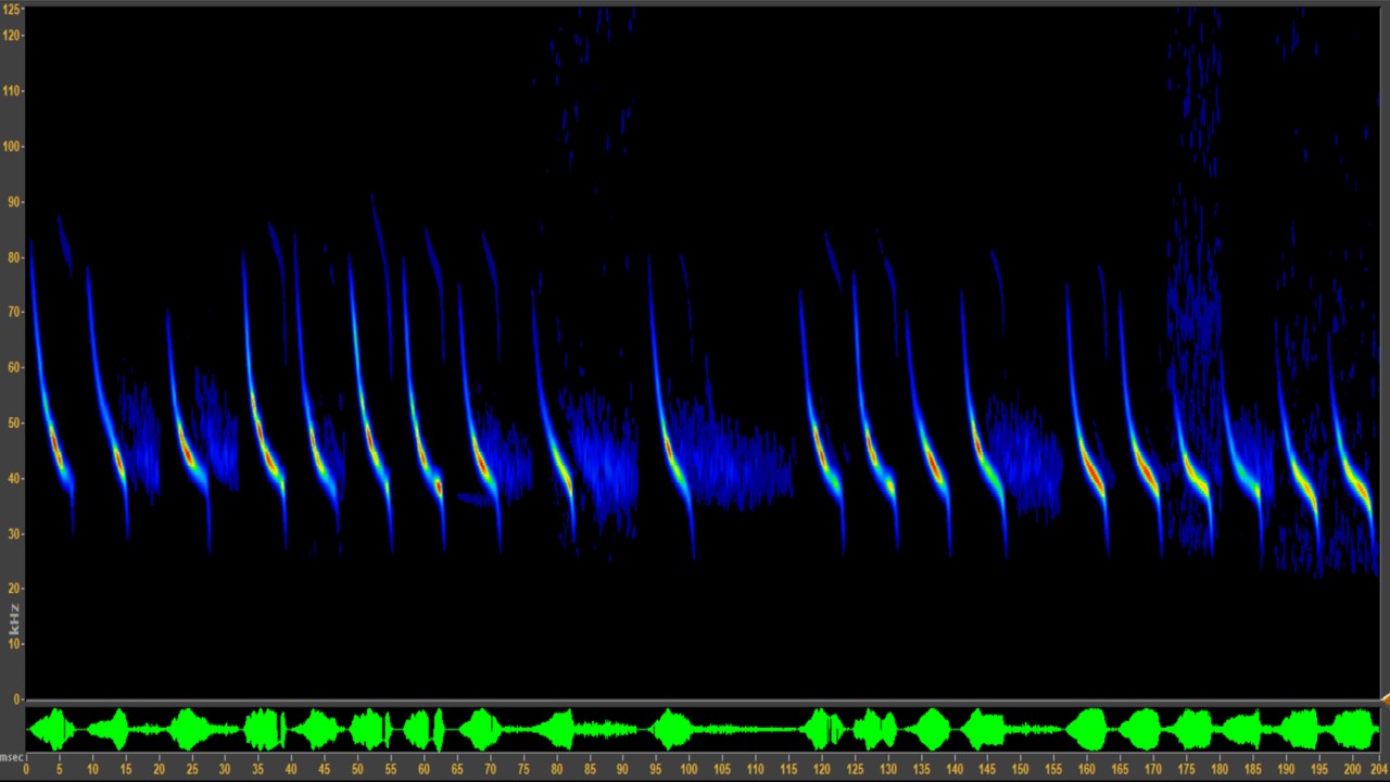 Long-duration calls produced by David’s Myotis.