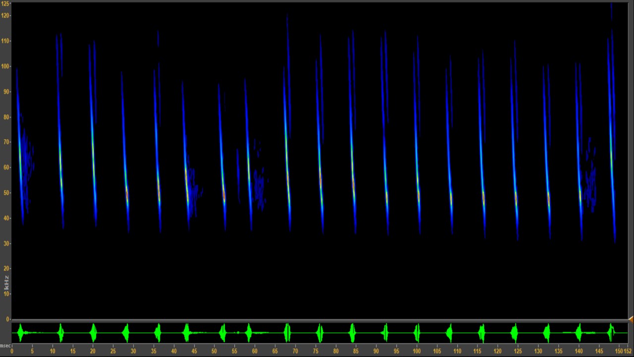 Short-duration calls made by David's Myotis. 