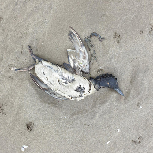 Dead Guillemot. Royston Young